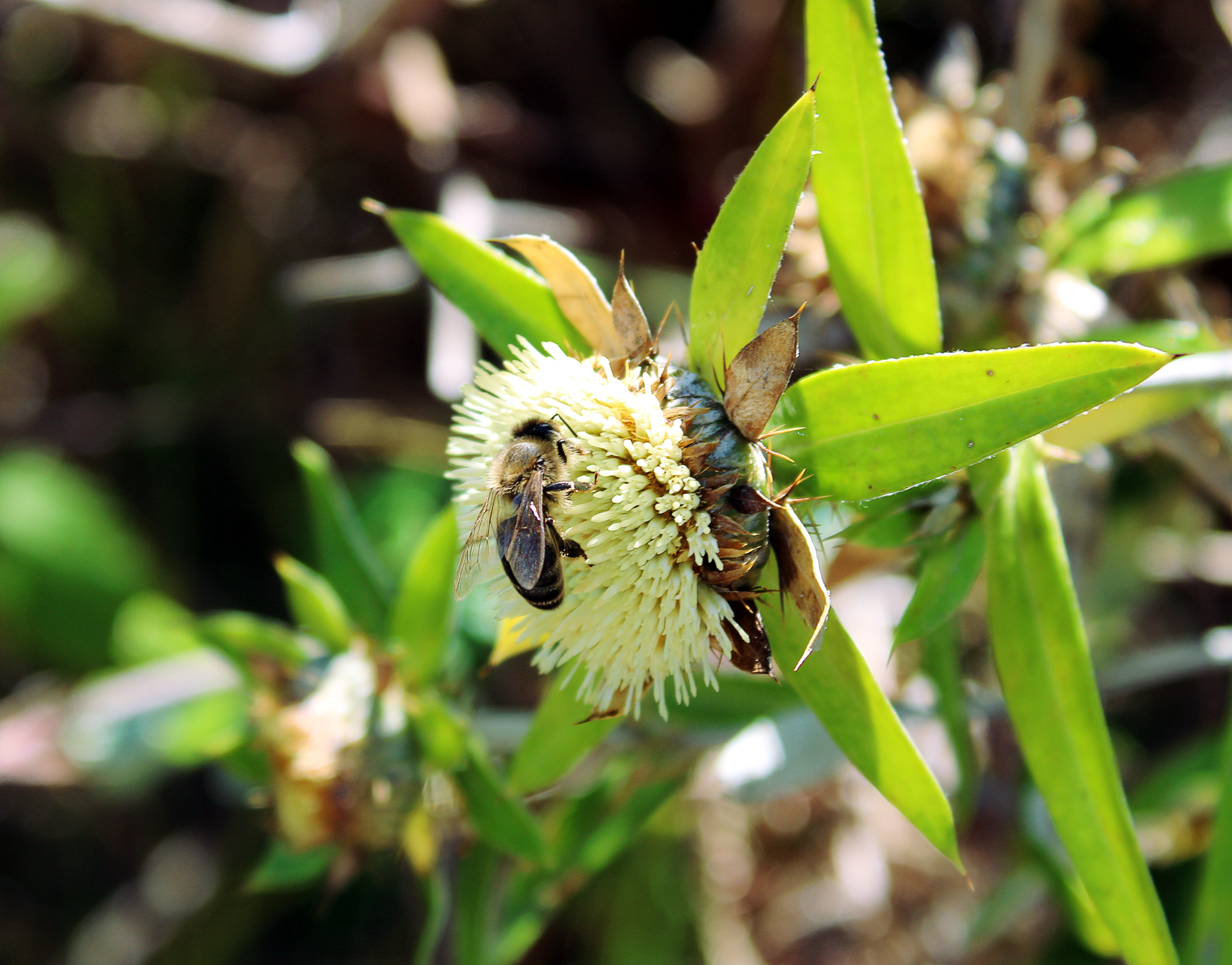 abeja en Carlina salicifolia