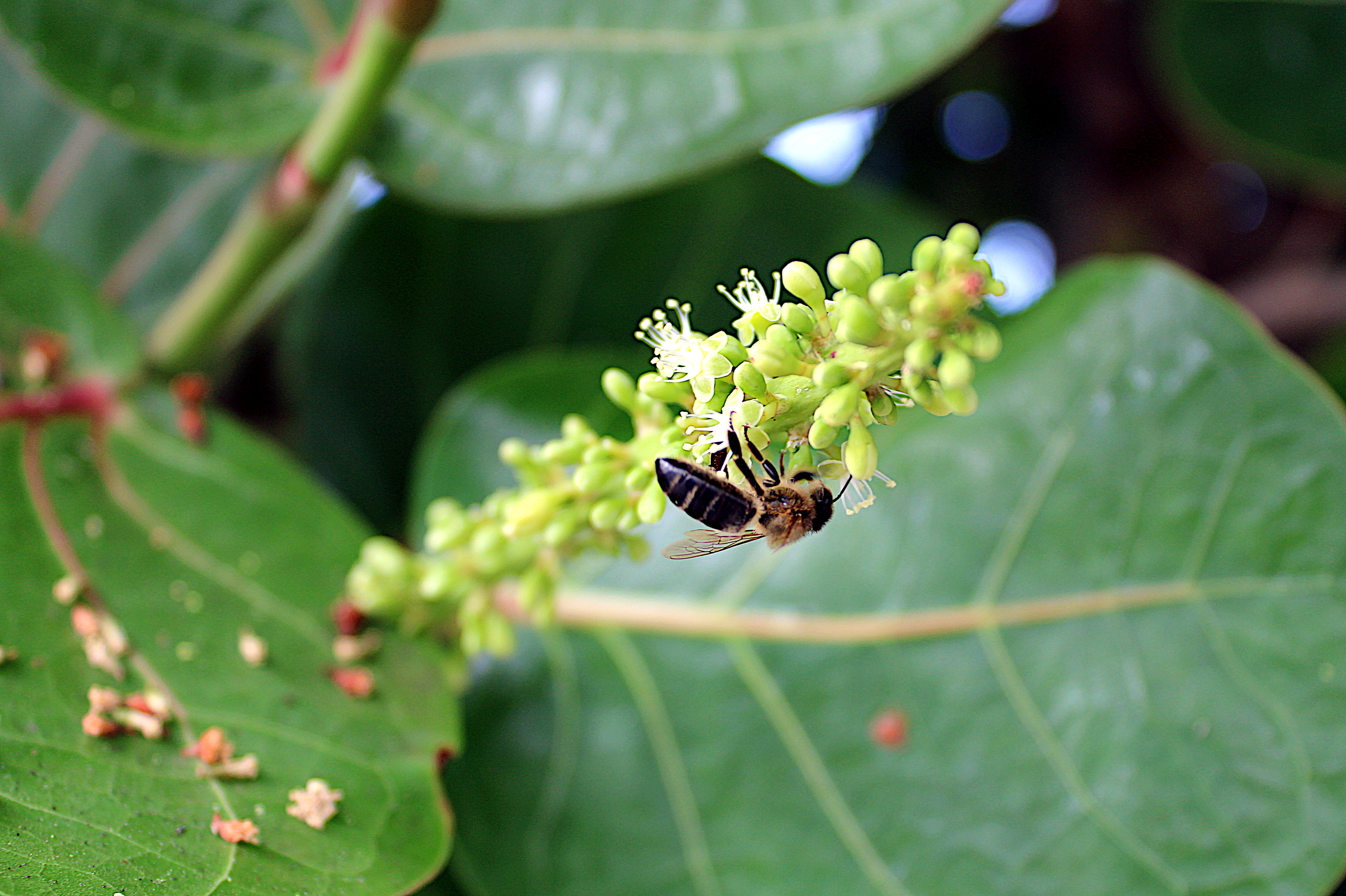 abeja en flor de Coccoloba uvifera