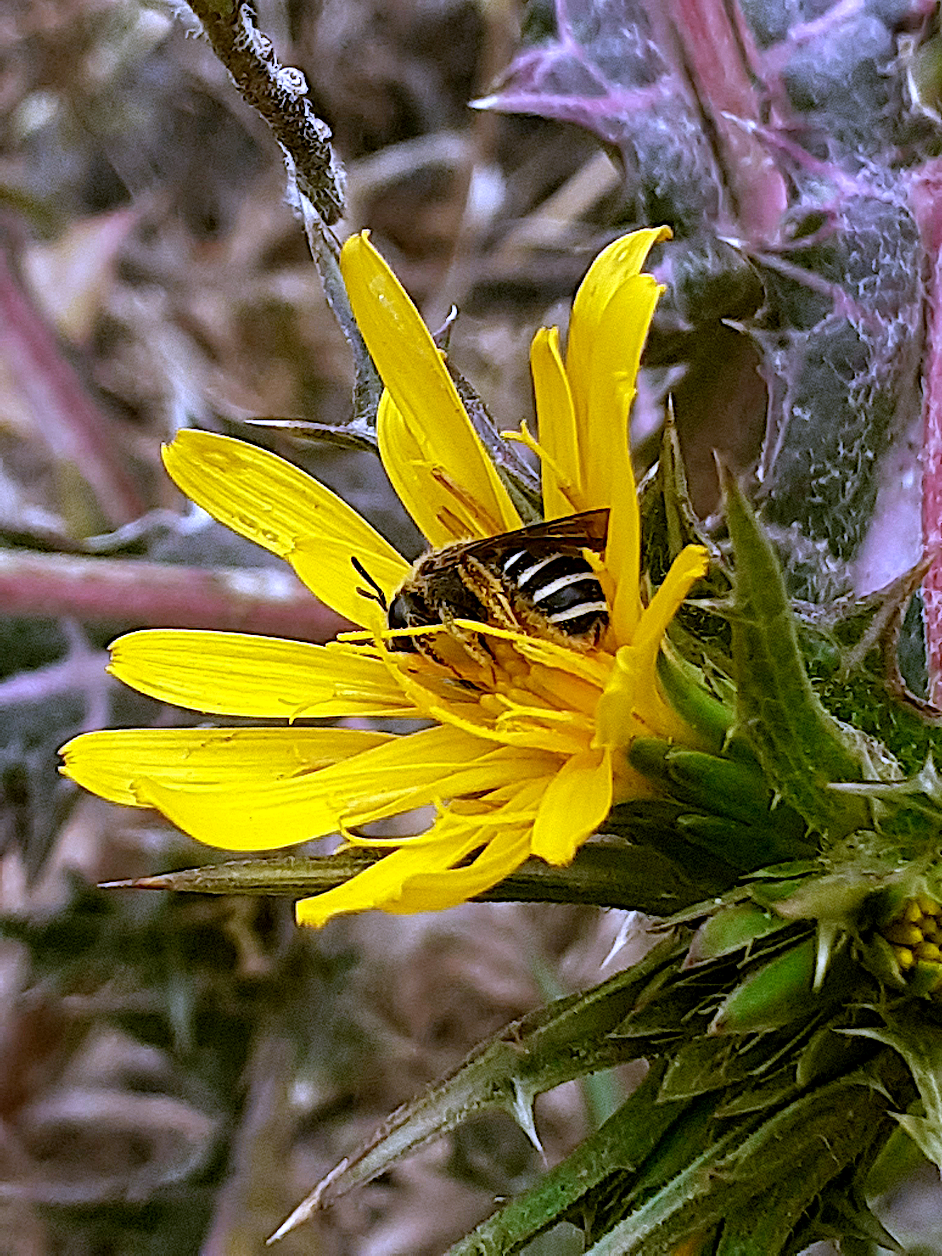 Abeja negra canaria durmiendo en una flor de  Cardo de leche (Scolymus maculatus)