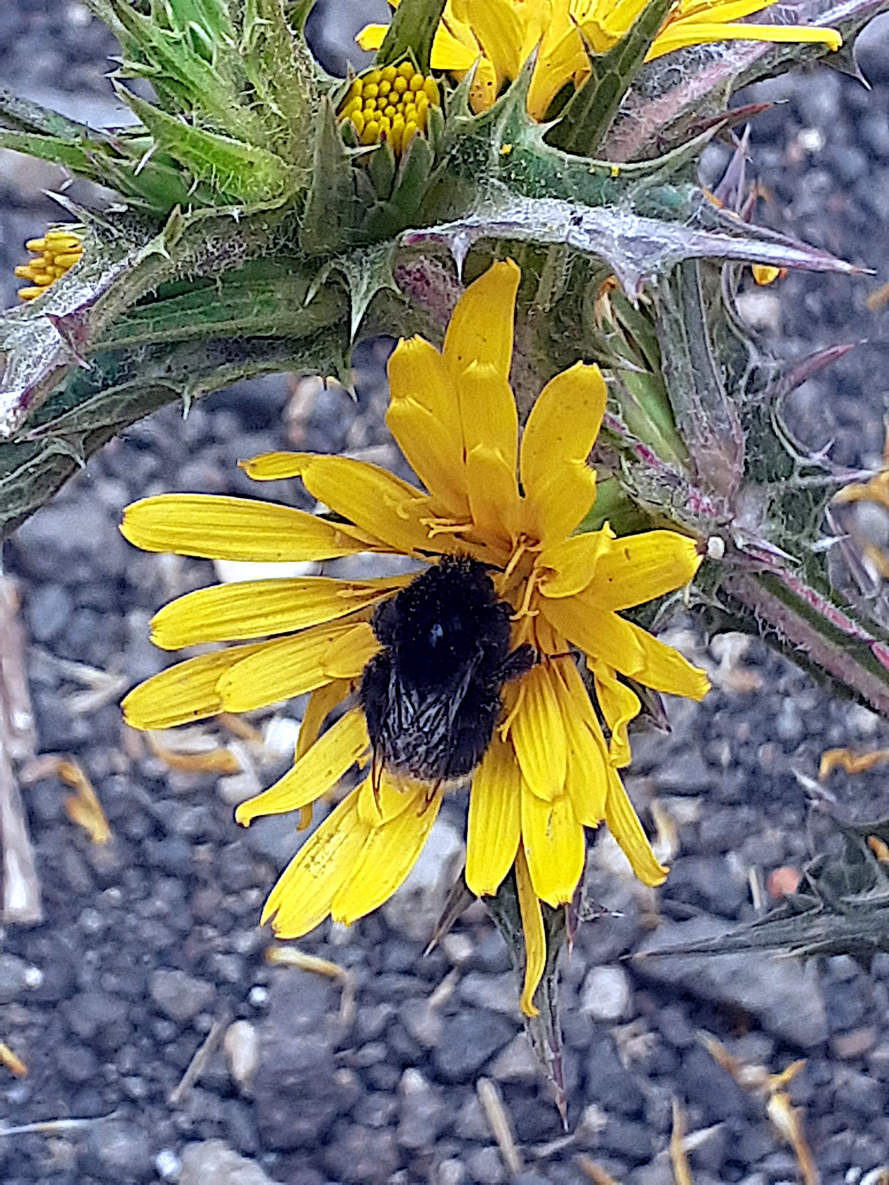 Abejón canario en scolymus hispanicus