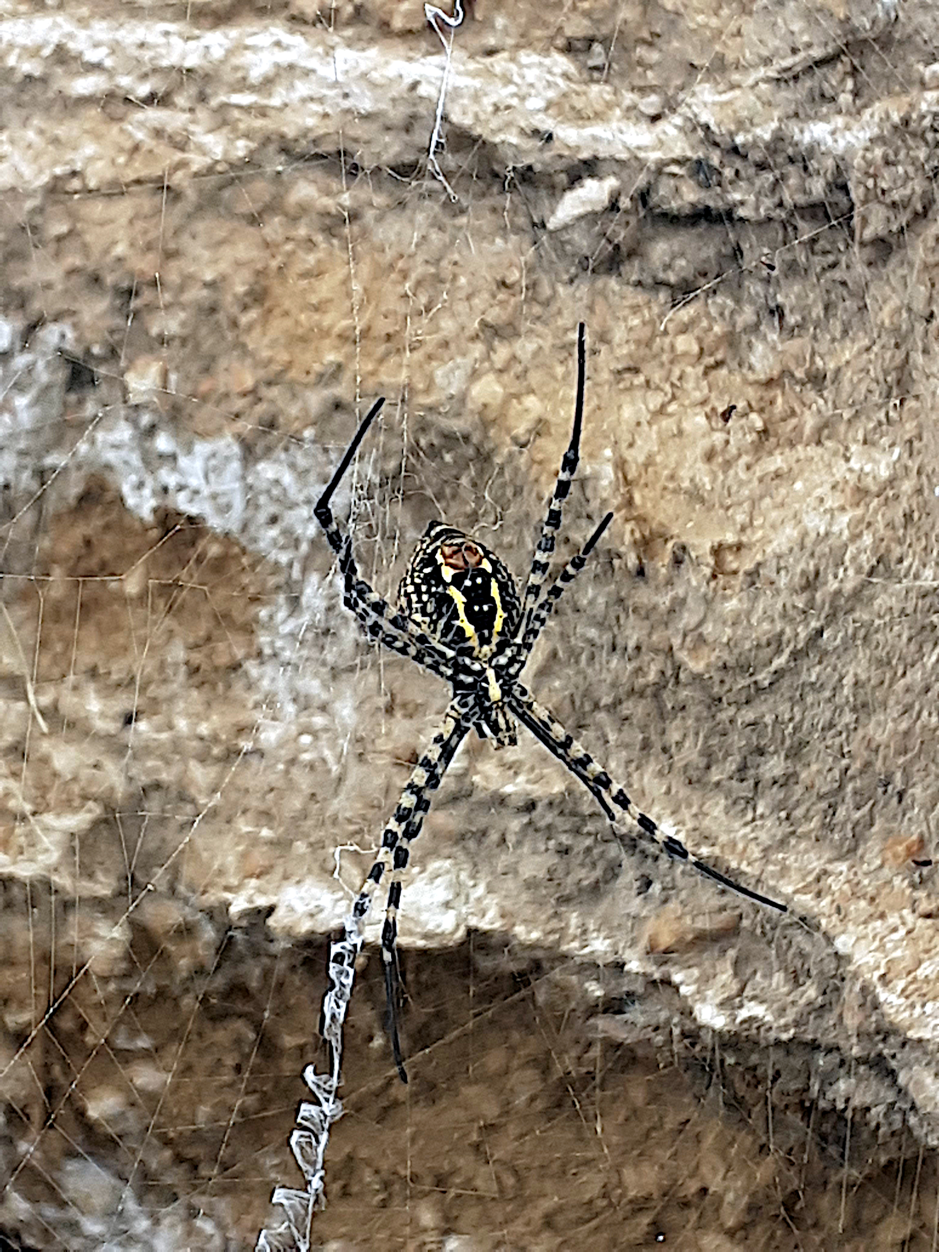 Araña de jardín bandeada (Argiope trifasciata)