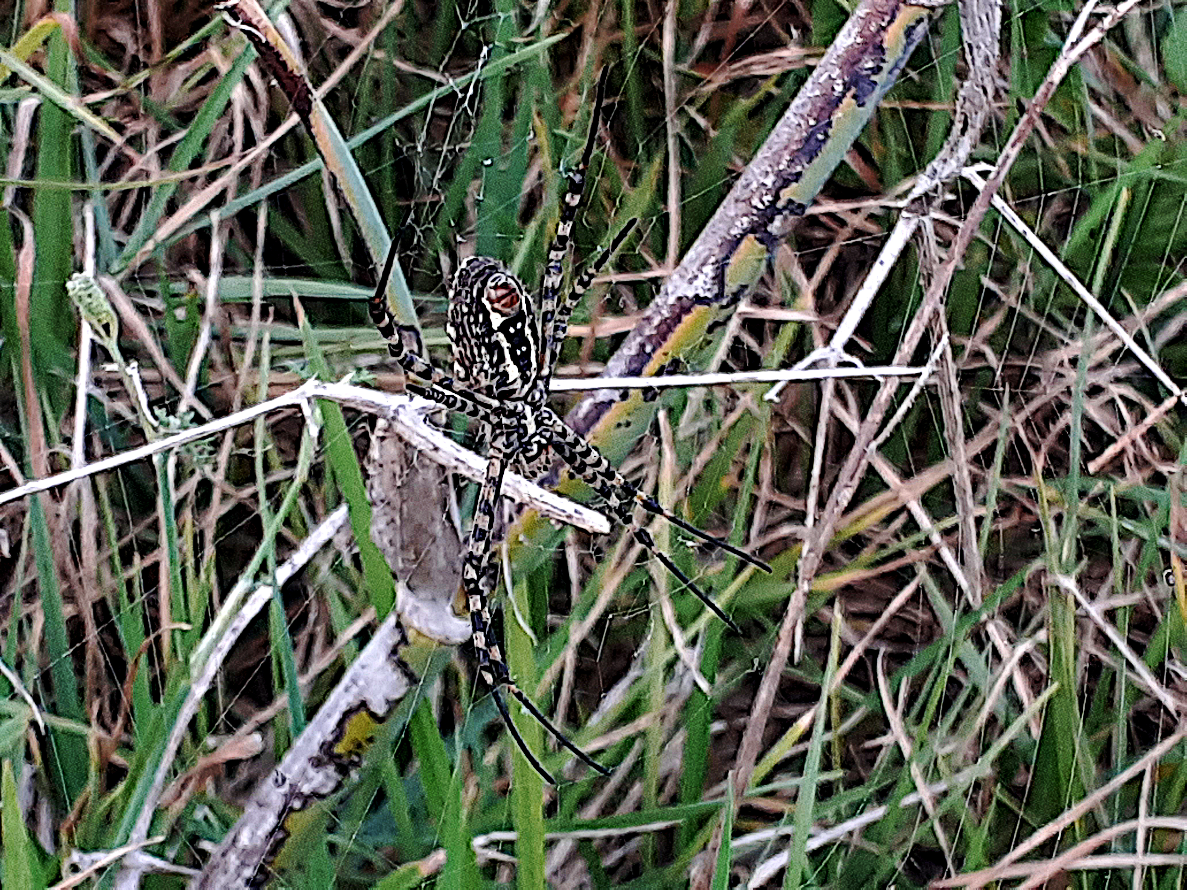 Araña de jardín bandeada (Argiope trifasciata)