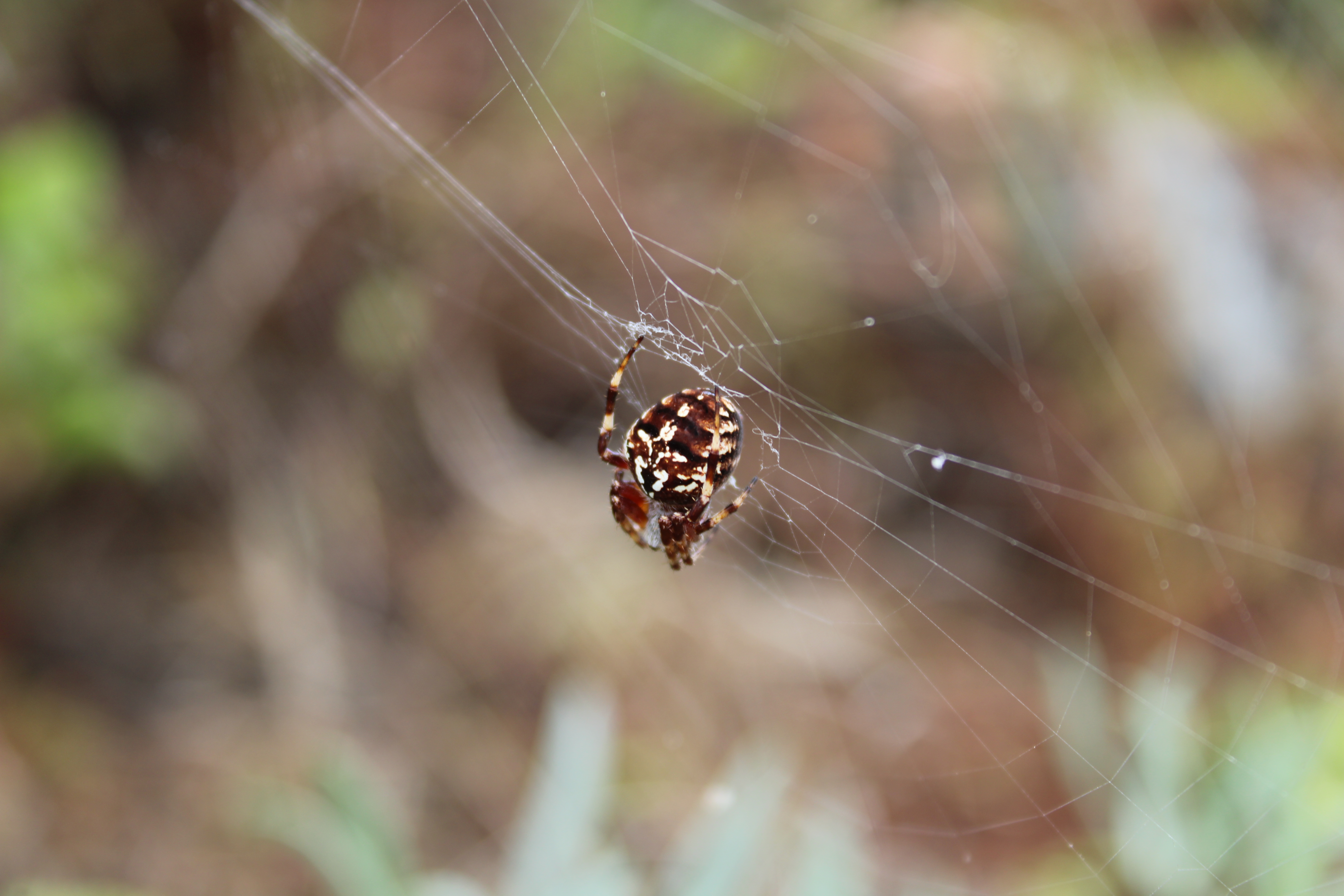 araña de jardín europea o araña de la cruz (Araneus diadematus)