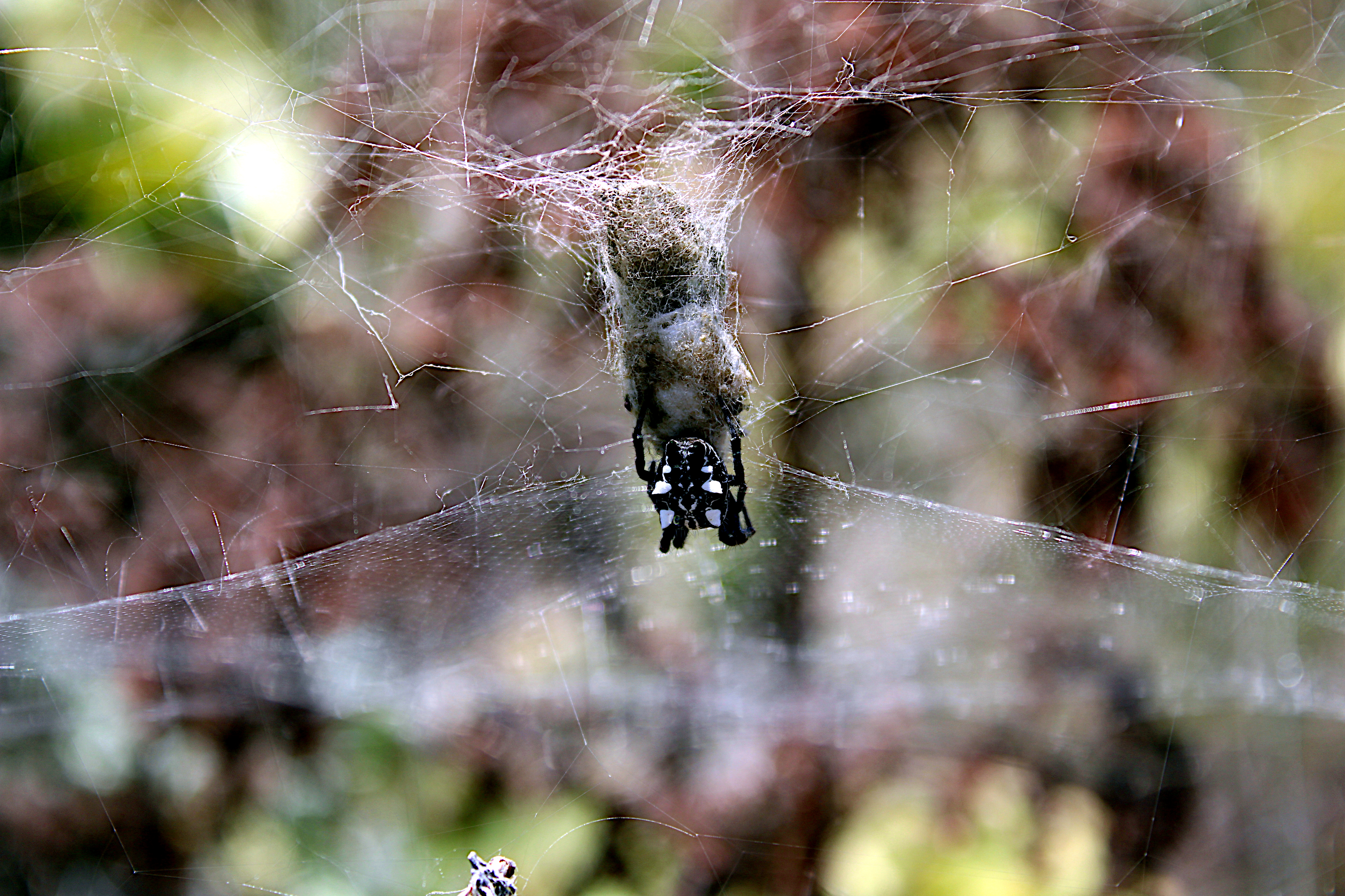 araña de las pencas -  Cyrtophora citricola