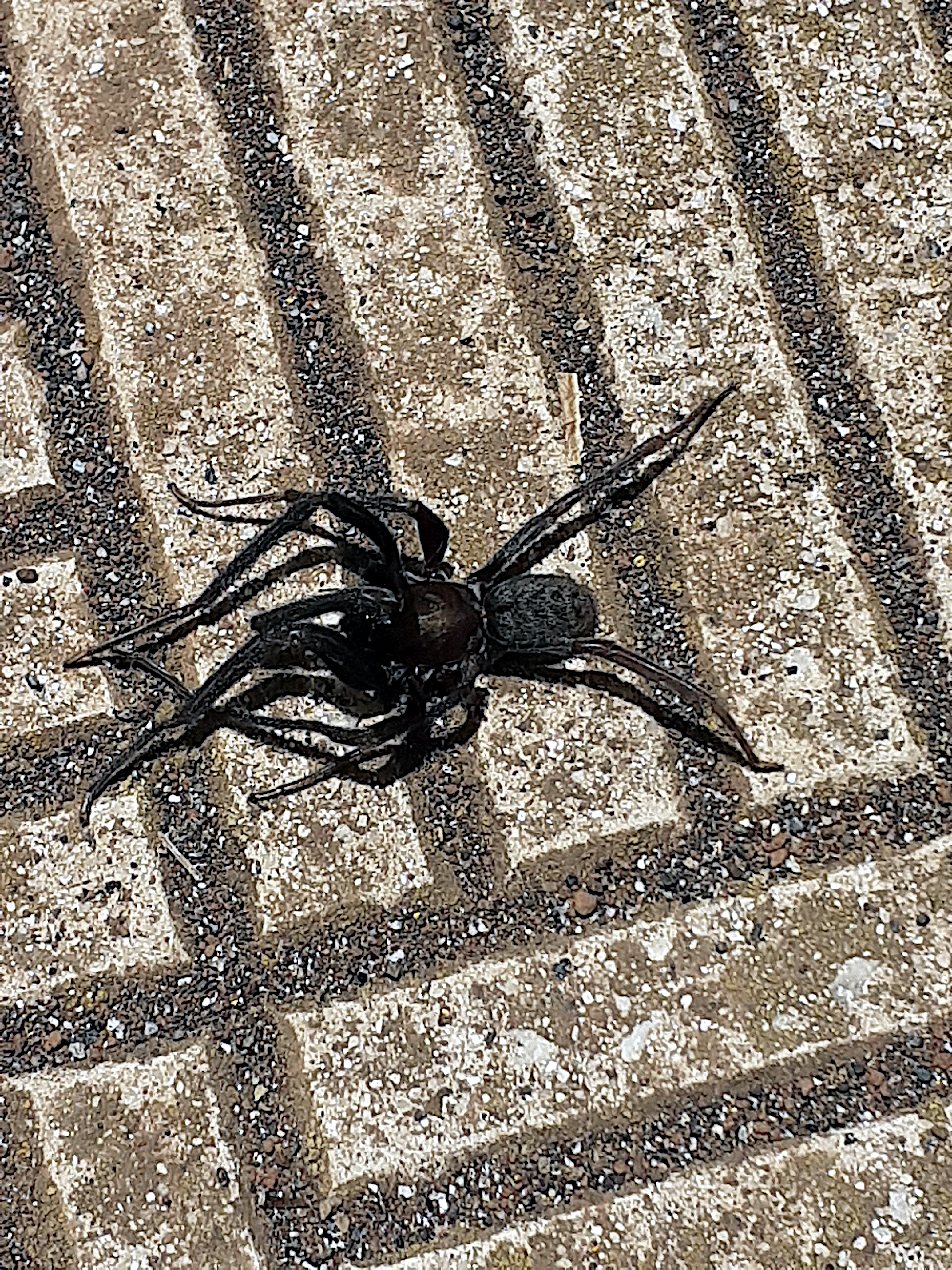 araña florentina (Segestria florentina)