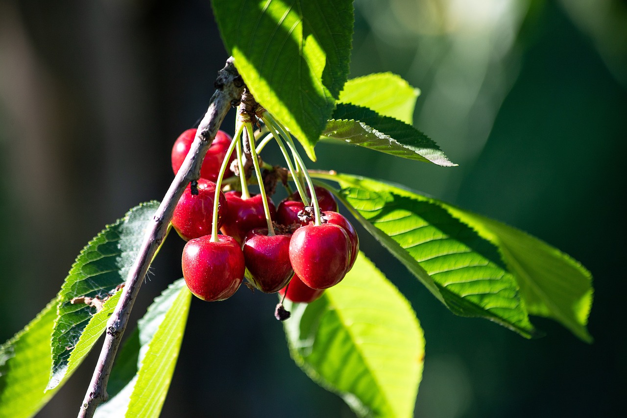 Inventario bosque comestible Domitila