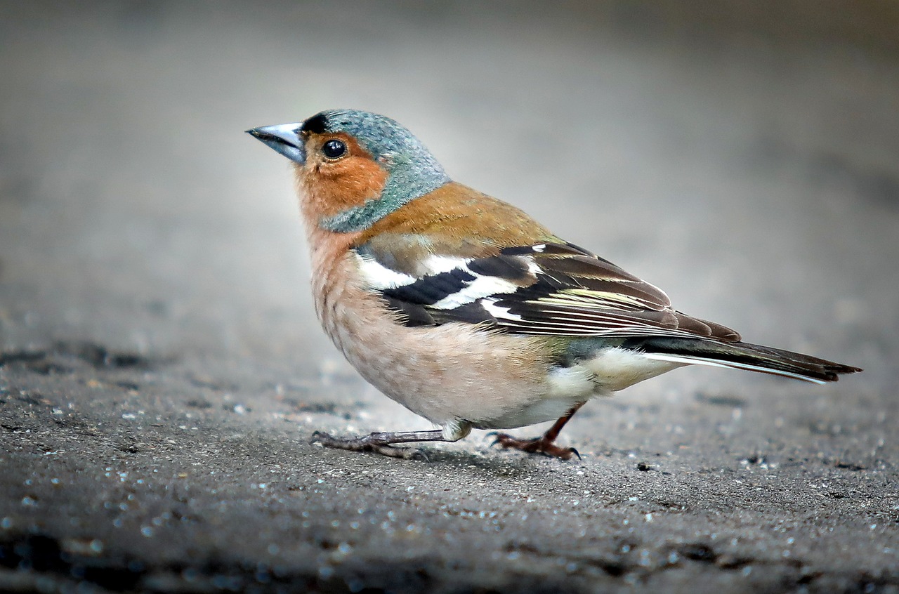 Aves de la Orilla