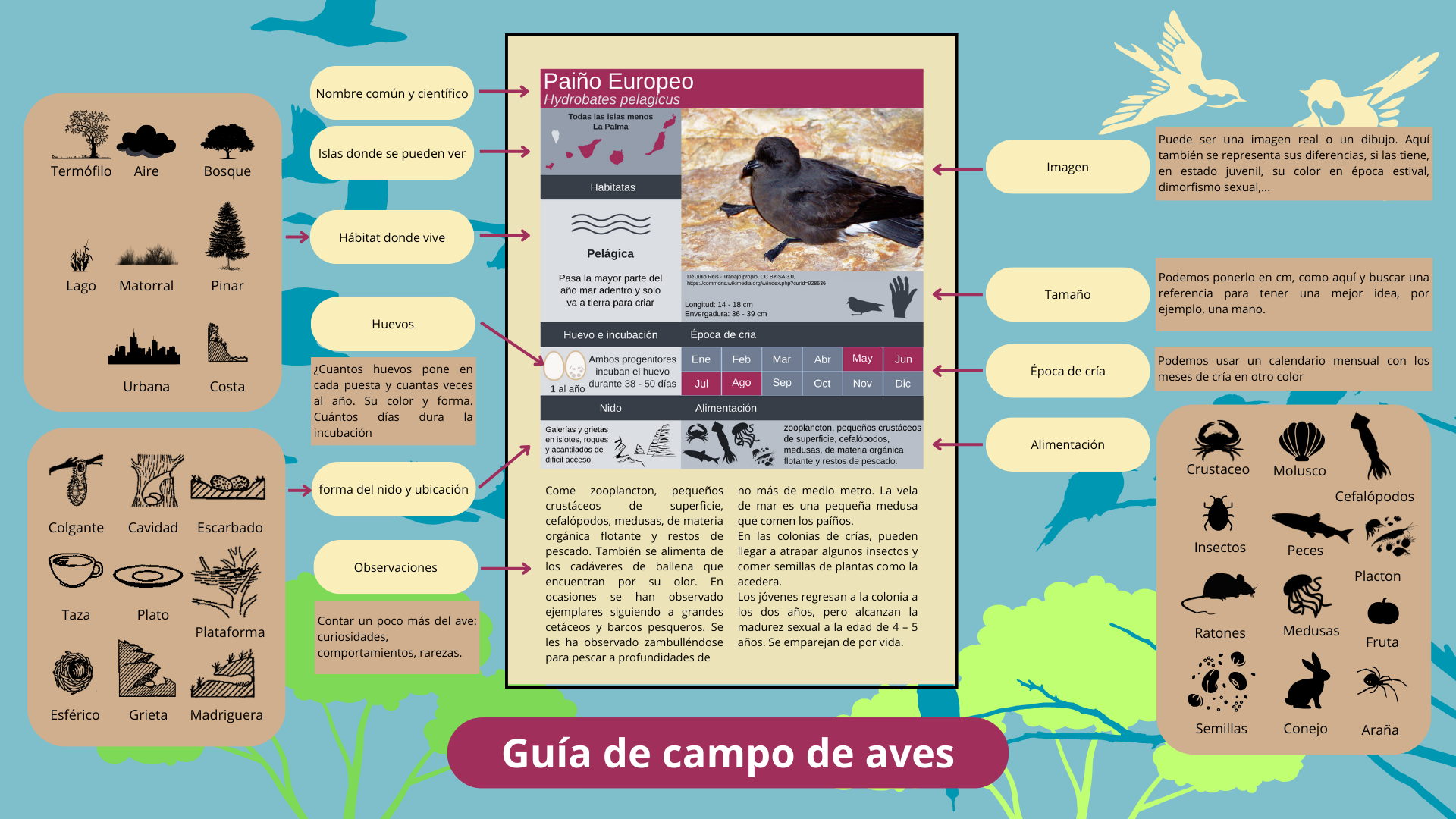 Guia de campo de aves